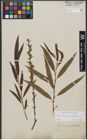 Foto von Salix triandra L. x Salix viminalis L.
